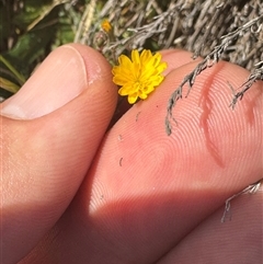 Hypochaeris radicata (Cat's Ear, Flatweed) at Strathnairn, ACT - 27 Sep 2024 by BenHarvey