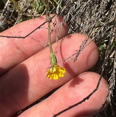 Hypochaeris radicata at Strathnairn, ACT - 27 Sep 2024 11:12 AM