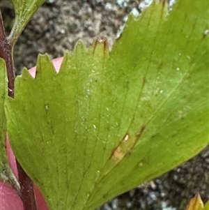 Asplenium polyodon at Twelve Mile Peg, NSW - 27 Nov 2024