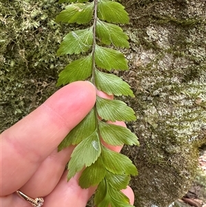 Asplenium polyodon at Twelve Mile Peg, NSW - 27 Nov 2024