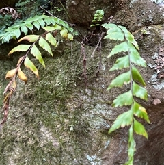 Asplenium polyodon at Twelve Mile Peg, NSW - 27 Nov 2024