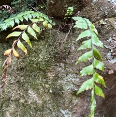 Asplenium polyodon at Twelve Mile Peg, NSW - 27 Nov 2024 11:05 AM
