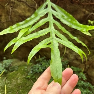 Zealandia pustulata subsp. pustulata at Twelve Mile Peg, NSW - 27 Nov 2024