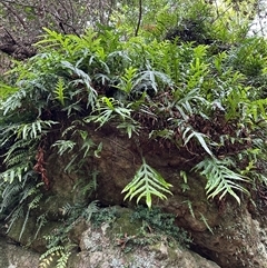 Zealandia pustulata subsp. pustulata at Twelve Mile Peg, NSW - 27 Nov 2024