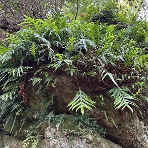 Zealandia pustulata subsp. pustulata at Twelve Mile Peg, NSW - 27 Nov 2024