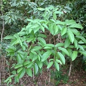 Sterculia quadrifida at Mossman Gorge, QLD - 6 Nov 2015 02:30 PM