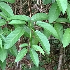 Sterculia quadrifida at Mossman Gorge, QLD - 6 Nov 2015 02:30 PM