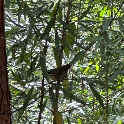 Sericornis frontalis (White-browed Scrubwren) at Twelve Mile Peg, NSW - 27 Nov 2024 by lbradley