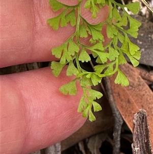 Lindsaea microphylla at Twelve Mile Peg, NSW - 27 Nov 2024