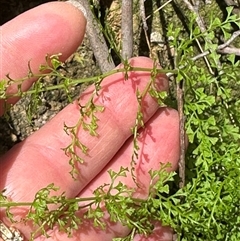 Lindsaea microphylla at Twelve Mile Peg, NSW - 27 Nov 2024