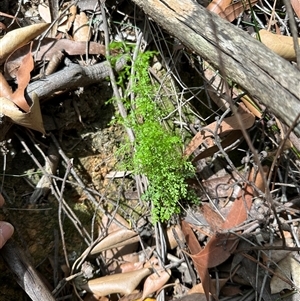 Lindsaea microphylla at Twelve Mile Peg, NSW - 27 Nov 2024