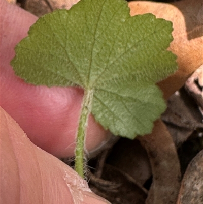 Hydrocotyle hirta at Twelve Mile Peg, NSW - 26 Nov 2024 by lbradley