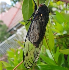 Psaltoda moerens (Redeye cicada) at Hughes, ACT - 27 Nov 2024 by jmcleod