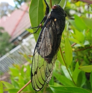 Psaltoda moerens (Redeye cicada) at Hughes, ACT by jmcleod