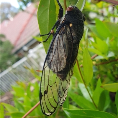 Psaltoda moerens (Redeye cicada) at Hughes, ACT - 27 Nov 2024 by jmcleod