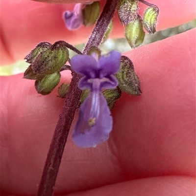 Coleus australis (Cockspur Flower) at Twelve Mile Peg, NSW - 27 Nov 2024 by lbradley