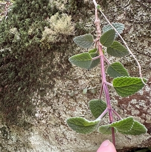 Coleus australis at Twelve Mile Peg, NSW - 27 Nov 2024 10:47 AM