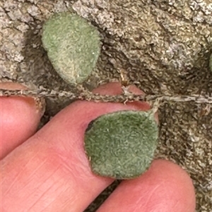 Pyrrosia rupestris (Rock Felt Fern) at Twelve Mile Peg, NSW by lbradley