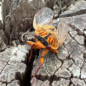 Cyclochila australasiae (Greengrocer, Yellow Monday, Masked devil) at Twelve Mile Peg, NSW by lbradley