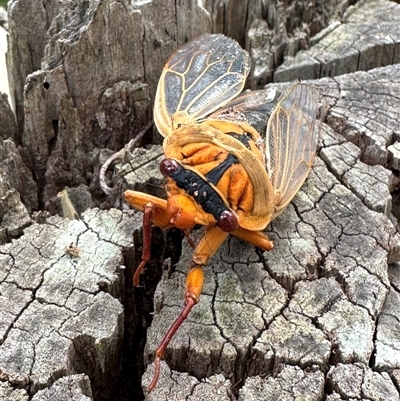 Cyclochila australasiae (Greengrocer, Yellow Monday, Masked devil) at Twelve Mile Peg, NSW - 26 Nov 2024 by lbradley