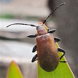 Ecnolagria grandis (Honeybrown beetle) at Weston, ACT by jmcleod