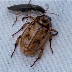 Cyclocephala signaticollis (Argentinian scarab) at Higgins, ACT - 28 Nov 2024 by AlisonMilton