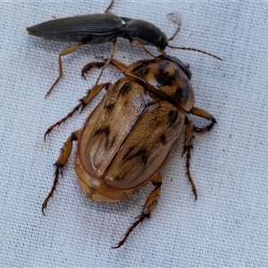 Cyclocephala signaticollis at Higgins, ACT - 28 Nov 2024