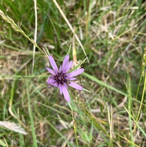 Tragopogon porrifolius subsp. porrifolius at Gordon, ACT - 24 Nov 2024 08:47 AM