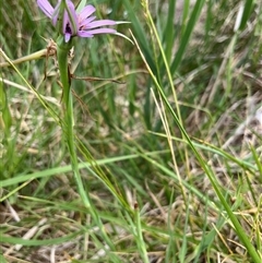 Tragopogon porrifolius subsp. porrifolius at Gordon, ACT - 24 Nov 2024 08:47 AM