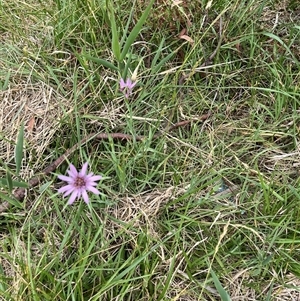 Tragopogon porrifolius subsp. porrifolius at Gordon, ACT - 24 Nov 2024 08:47 AM