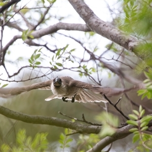 Philemon corniculatus at Higgins, ACT - 28 Nov 2024 10:55 AM