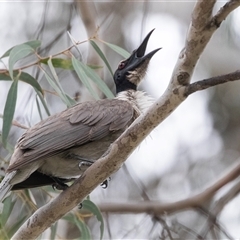 Philemon corniculatus at Higgins, ACT - 28 Nov 2024 10:55 AM