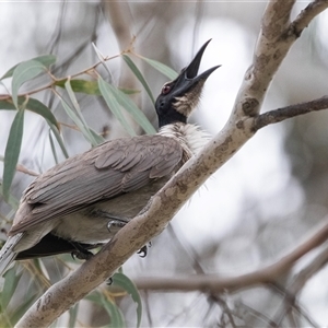 Philemon corniculatus at Higgins, ACT - 28 Nov 2024 10:55 AM