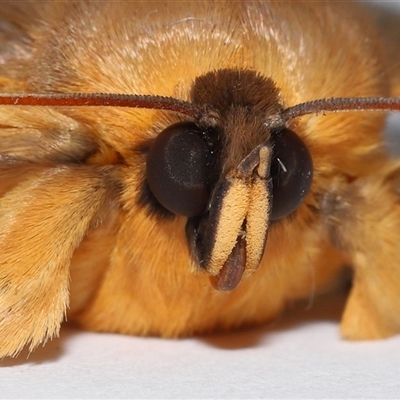 Dasypodia selenophora (Southern old lady moth) at Lawson, ACT - 14 Nov 2024 by TimL