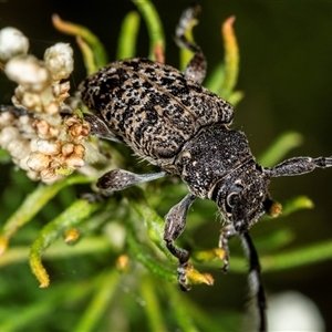 Unidentified Longhorn beetle (Cerambycidae) at Bungonia, NSW by AlisonMilton