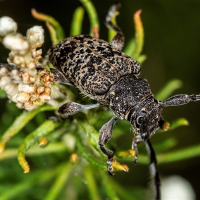 Unidentified Longhorn beetle (Cerambycidae) at Bungonia, NSW - 26 Nov 2024 by AlisonMilton