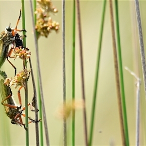 Asilidae (family) at Throsby, ACT by Thurstan