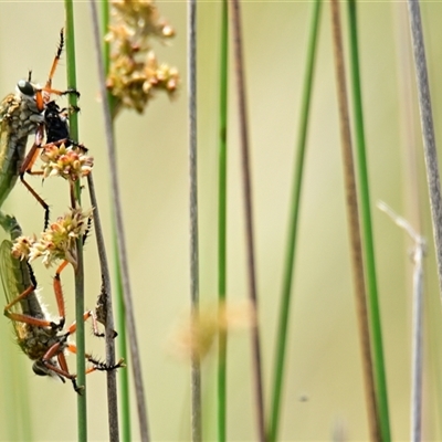 Asilidae (family) at Throsby, ACT - 28 Nov 2024 by Thurstan