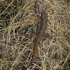 Pogona barbata (Eastern Bearded Dragon) at Ainslie, ACT - 28 Nov 2024 by Juliainnature