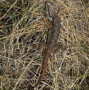 Pogona barbata (Eastern Bearded Dragon) at Ainslie, ACT by Juliainnature