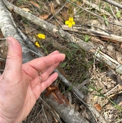 Goodenia bellidifolia (Daisy-leaf Goodenia) at Twelve Mile Peg, NSW - 27 Nov 2024 by lbradley