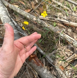 Goodenia bellidifolia at Twelve Mile Peg, NSW - 27 Nov 2024