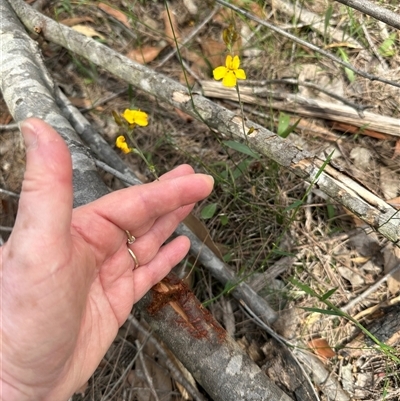 Goodenia bellidifolia (Daisy-leaf Goodenia) at Twelve Mile Peg, NSW - 27 Nov 2024 by lbradley