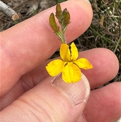 Goodenia bellidifolia at Twelve Mile Peg, NSW - 27 Nov 2024