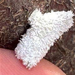 Schizophyllum commune (Split Gill Fungus) at Twelve Mile Peg, NSW - 26 Nov 2024 by lbradley