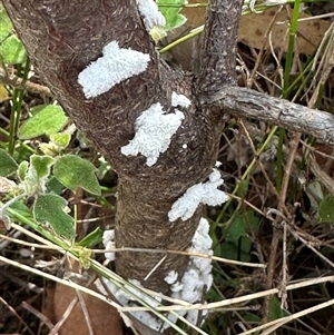 Schizophyllum commune at Twelve Mile Peg, NSW - 27 Nov 2024 10:16 AM