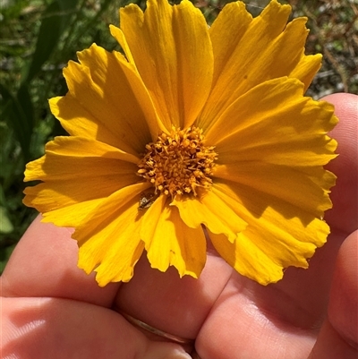 Coreopsis lanceolata (Lance-leaf Coreopsis) at Ulladulla, NSW - 28 Nov 2024 by lbradley