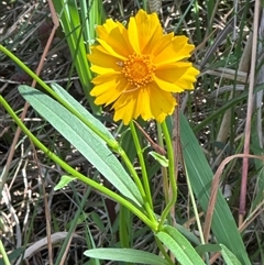Coreopsis lanceolata at Ulladulla, NSW - 28 Nov 2024 10:34 AM