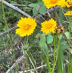 Coreopsis lanceolata at Ulladulla, NSW - 28 Nov 2024 10:34 AM