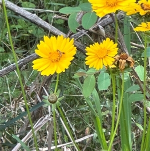 Coreopsis lanceolata at Ulladulla, NSW - 28 Nov 2024 10:34 AM
